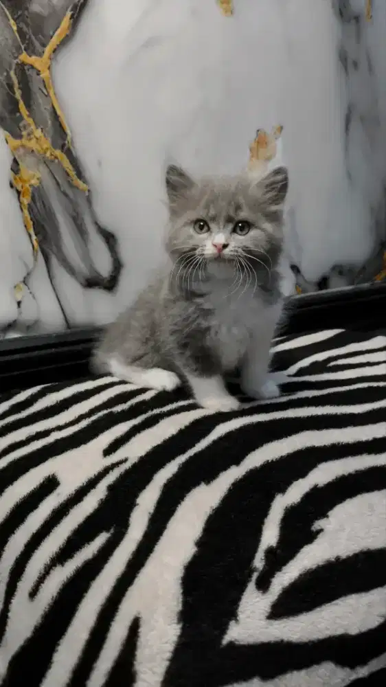 Kucing persia kitten