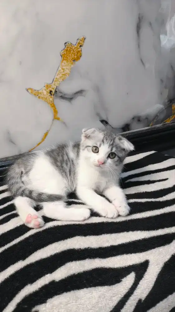 Kucing scotish fold