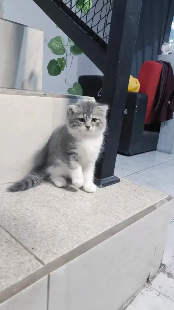 Kucing scotish fold mix persia