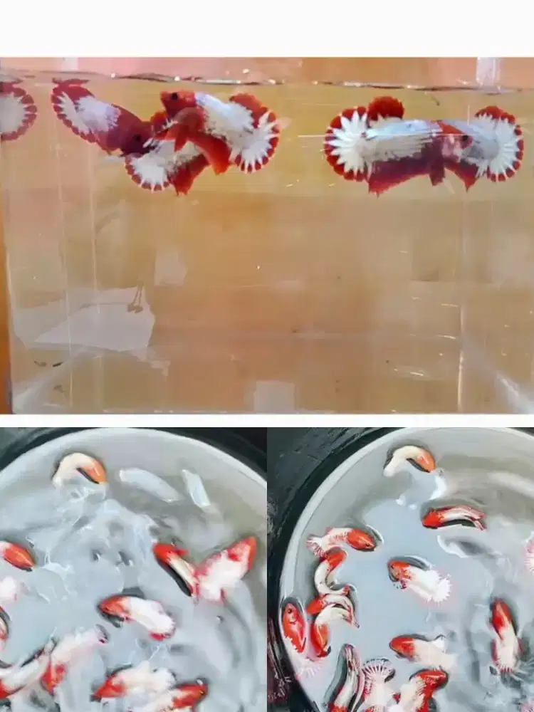 Ikan cupang hias plakat fccp