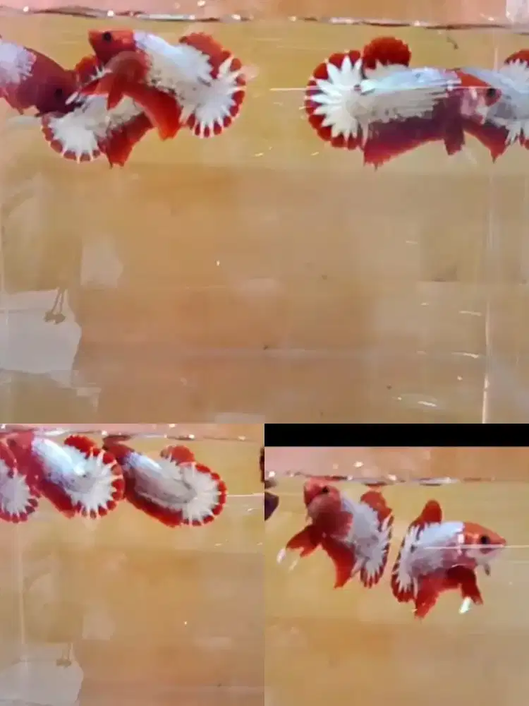 Ikan cupang fccp ree