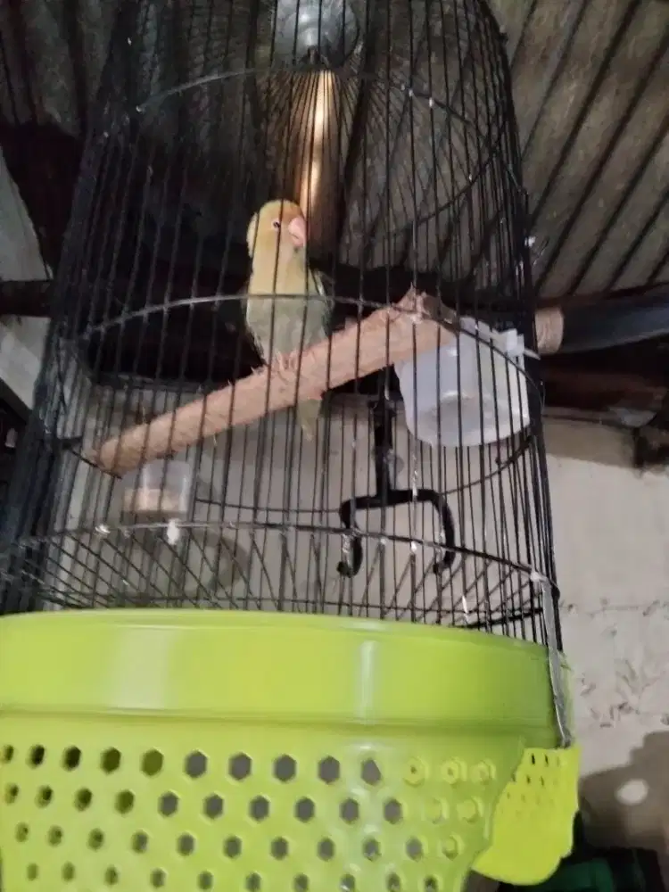 Lovebird ewing jantan
