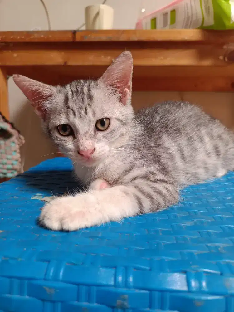 lepas adopsi kucing kitten betina usia 2 bulan