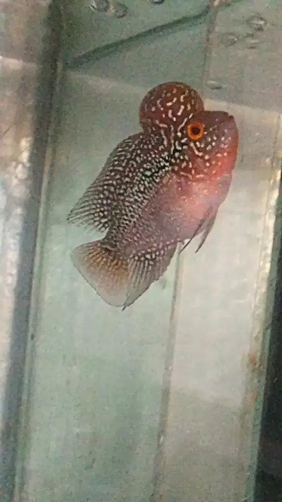 Louhan super red dragon