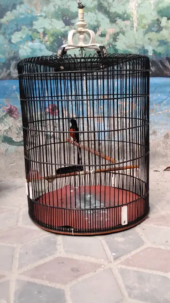 Burung murai ring cilacap