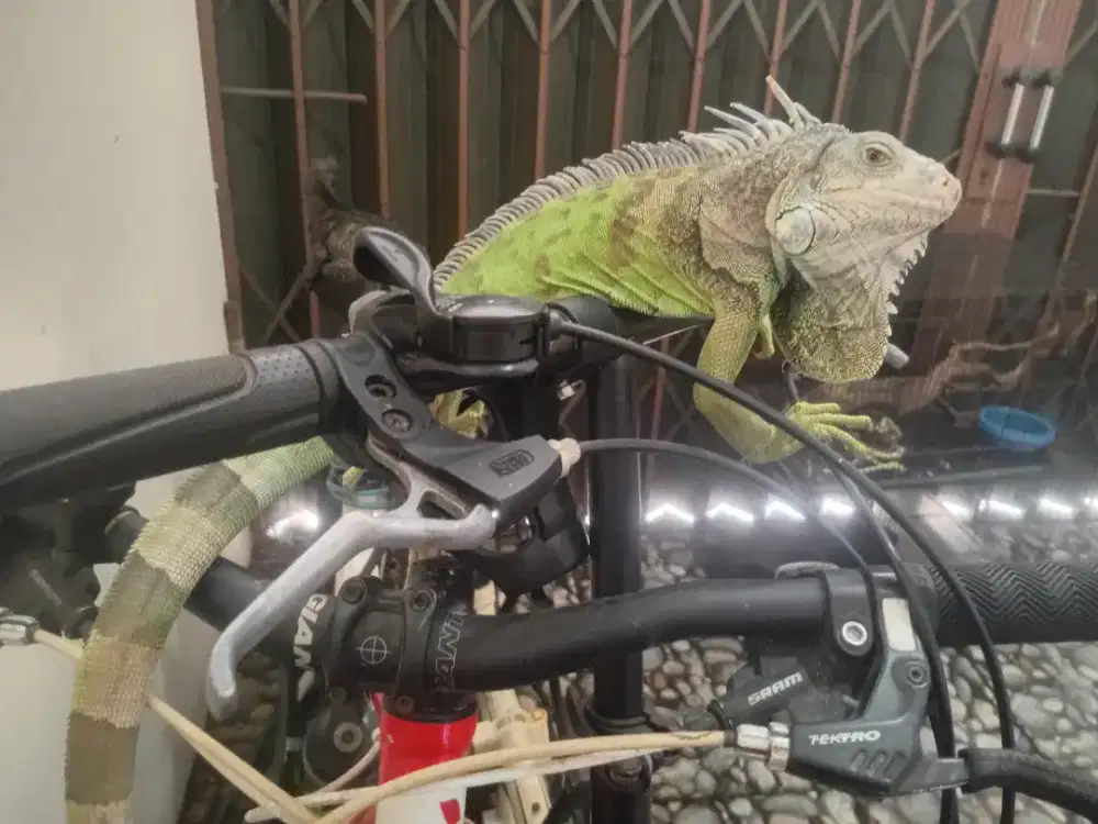 Green Iguana Dewasa