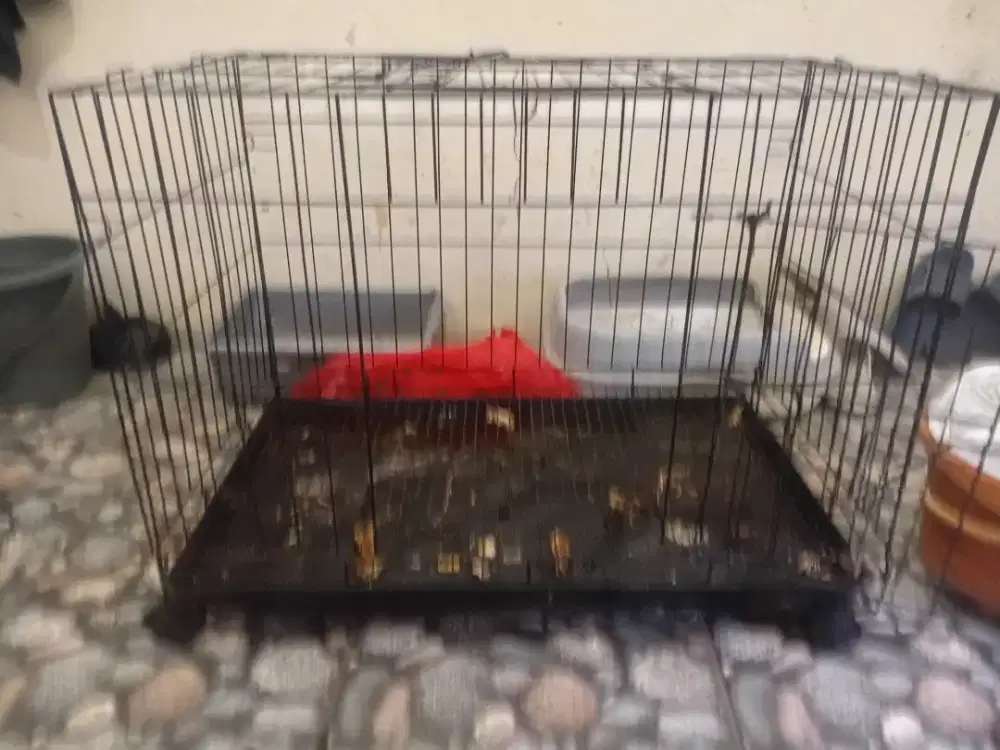 Kandang Kucing Besar