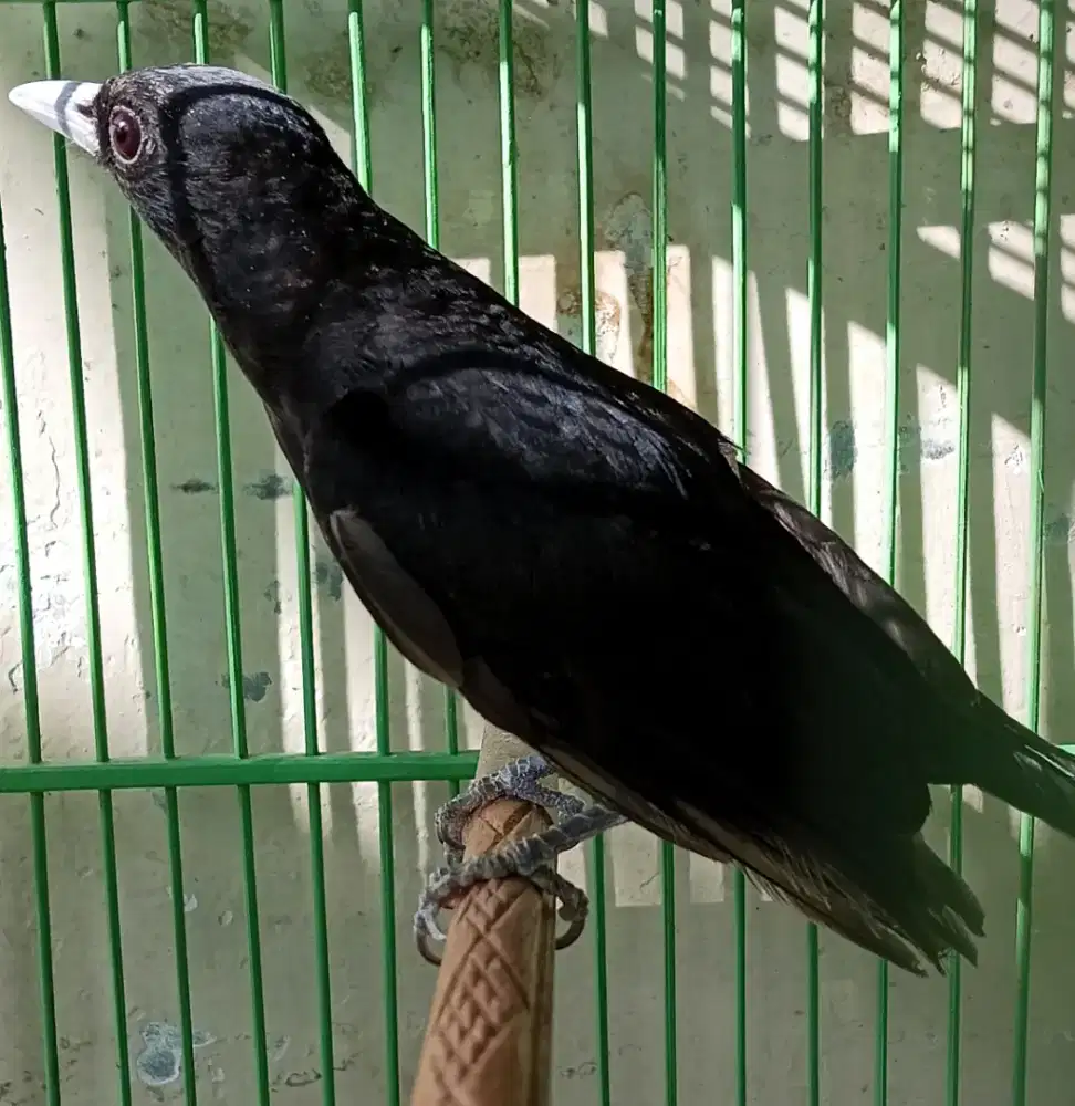 Kepodang hitam hutan