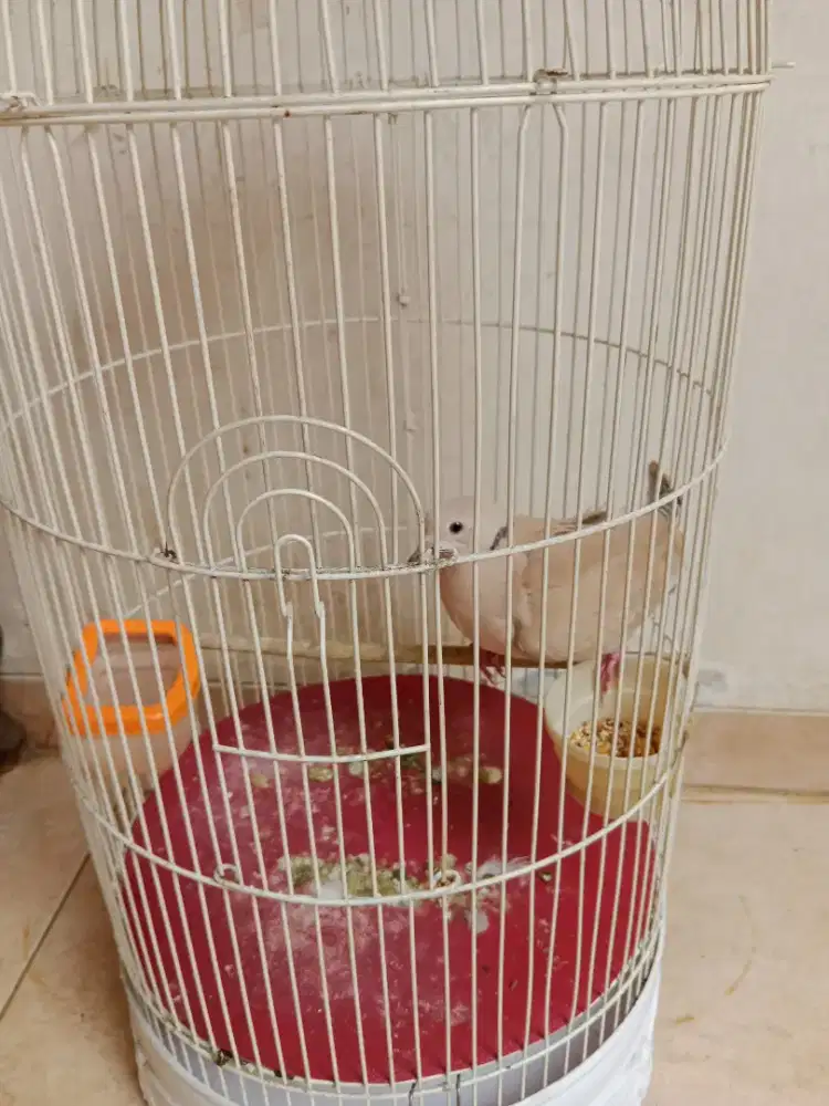 Jual puter pelung plus kandang besi baru LB