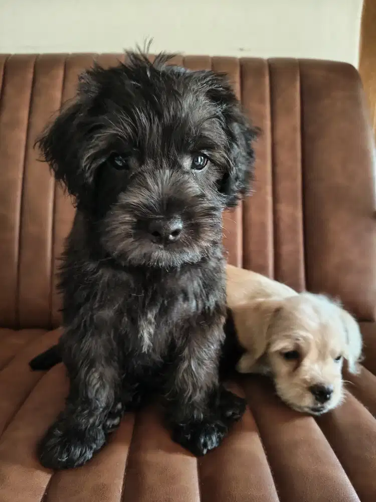 OPEN ADOPT - FREE ADOPTION