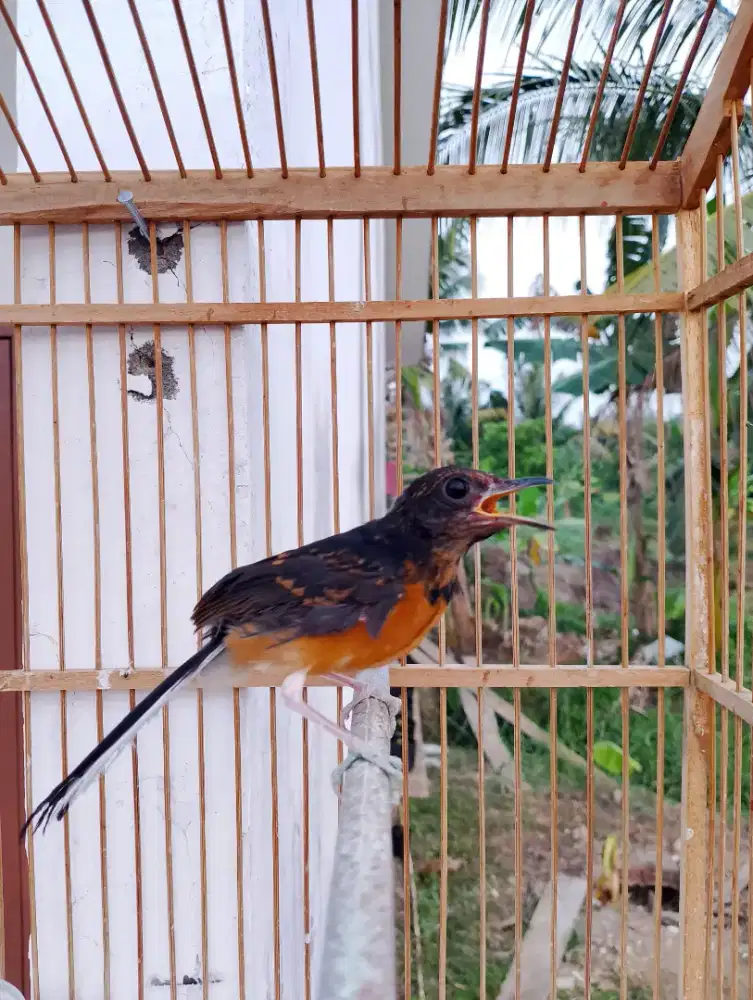 Trotol Murai Batu Jantan Seri F3 Umur 2,5 Bulan Poer Total