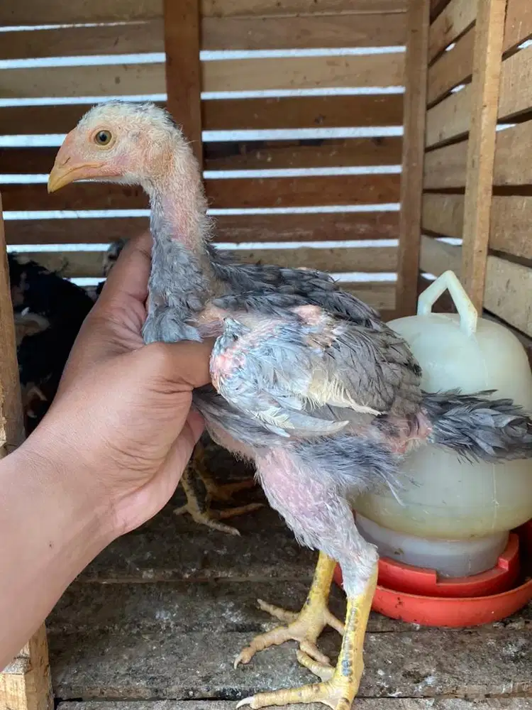 Ayam pakhoy betina masuk 2 bulan