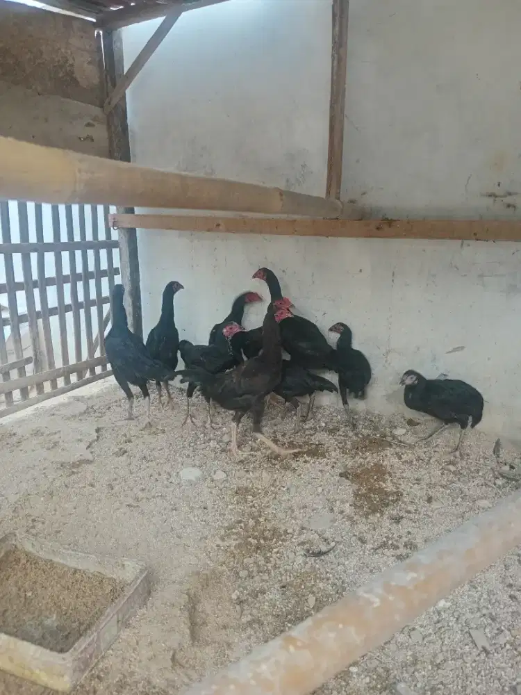 Anakan Ayam Bangkok Umur 4 Bulan Sehat Terawat
