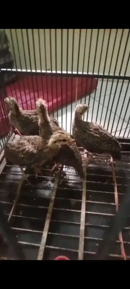 ayam hutan 2 pasang 1.200.000