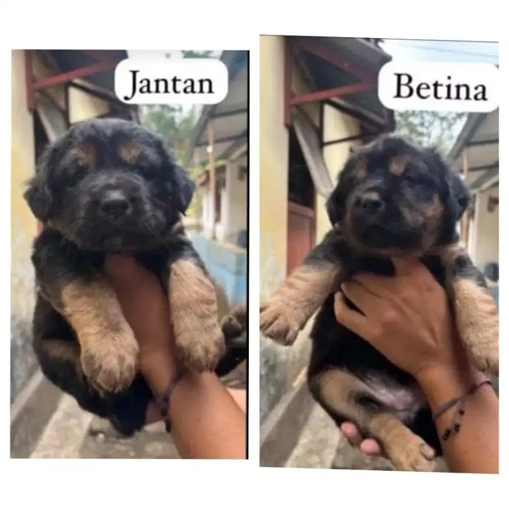 Herder mix roddweler 1.5 bln big size