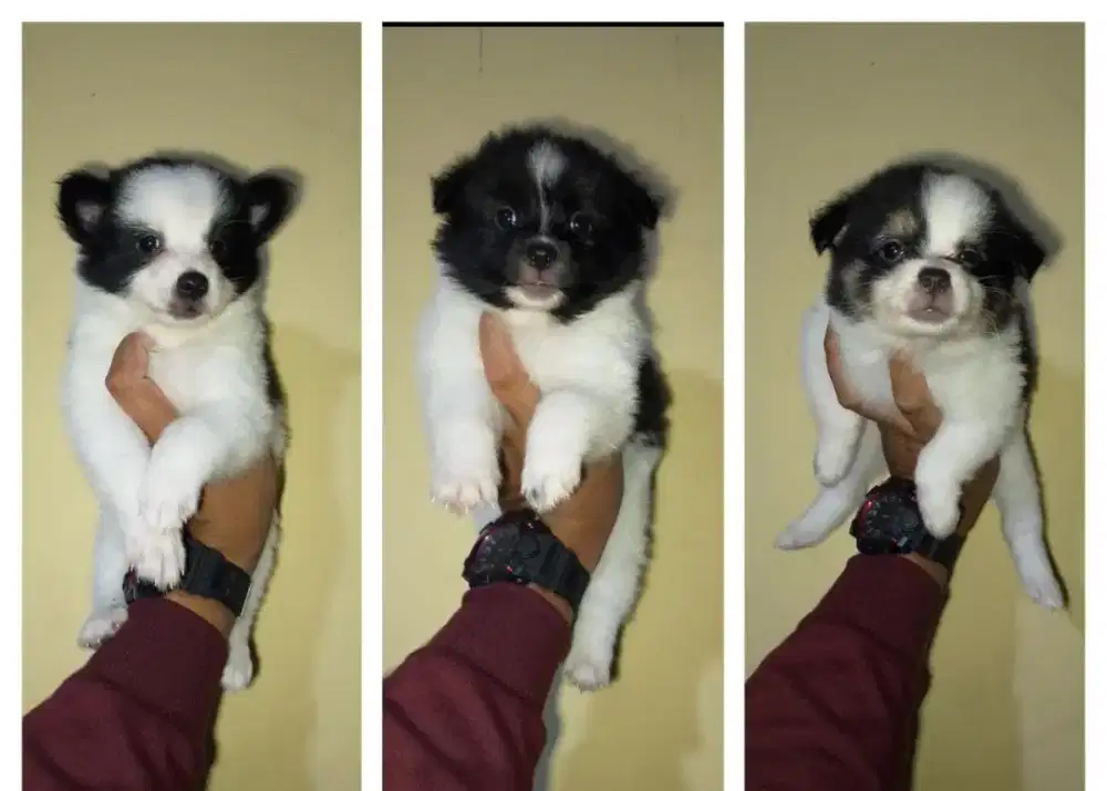 Minipom mix yapom betina 7 Minggu