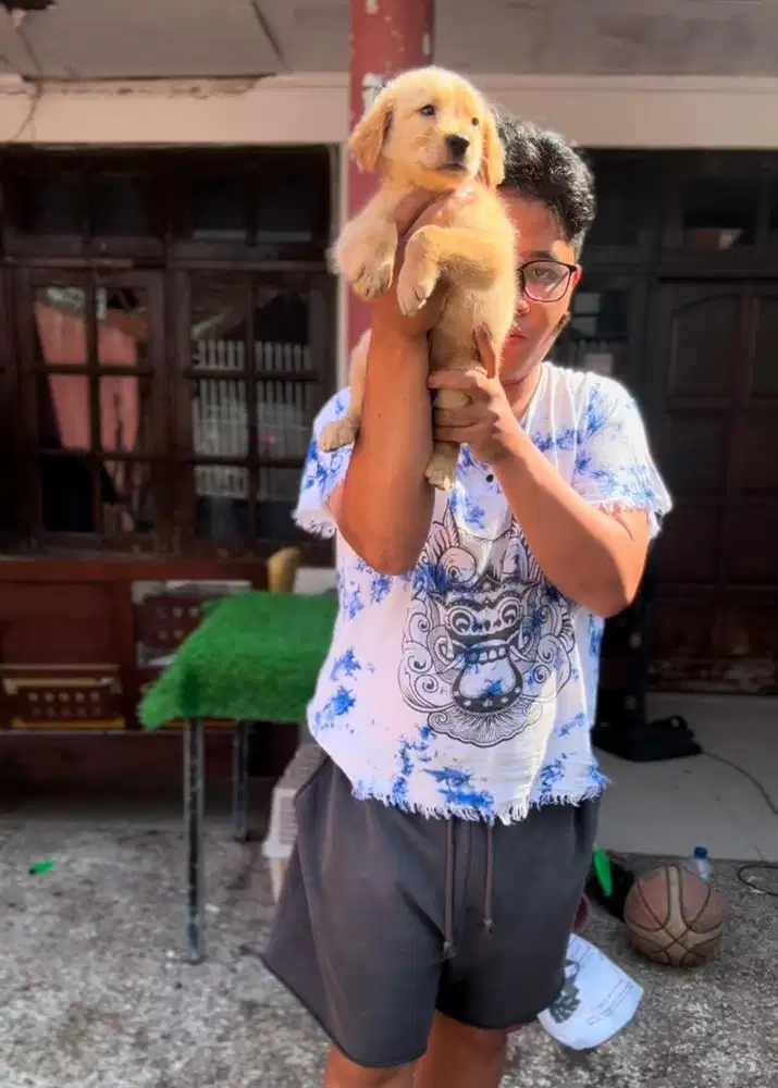 Jual anjing golden asli 100%