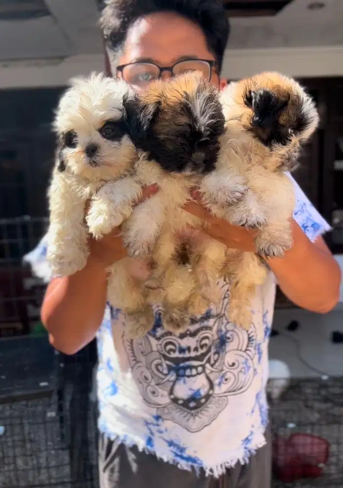 Jual anjing asli shitzu