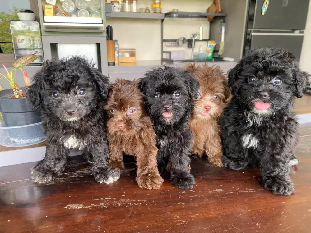 [READY] DIJUAL 5 Ekor Anjing Maltipoo