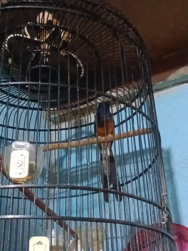 Burung murai batu