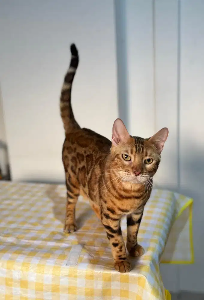 Semi hibah kucing bengalllli