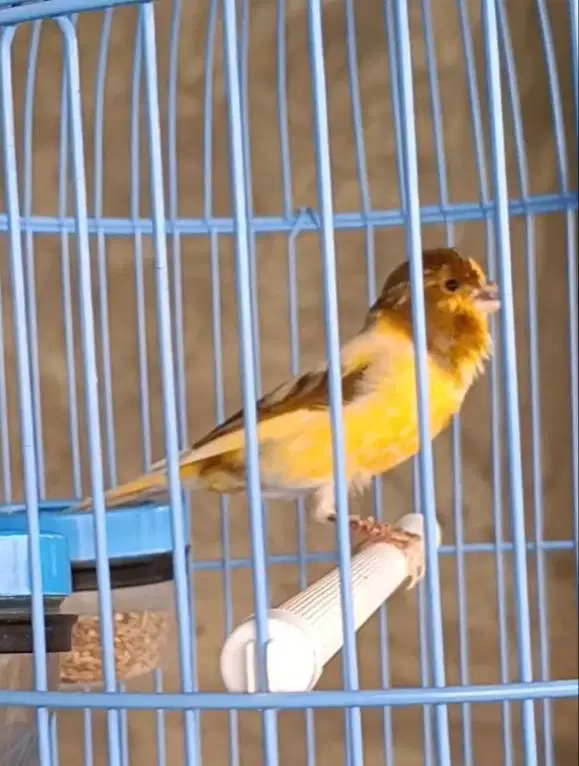 burung kenari jantan di Medan