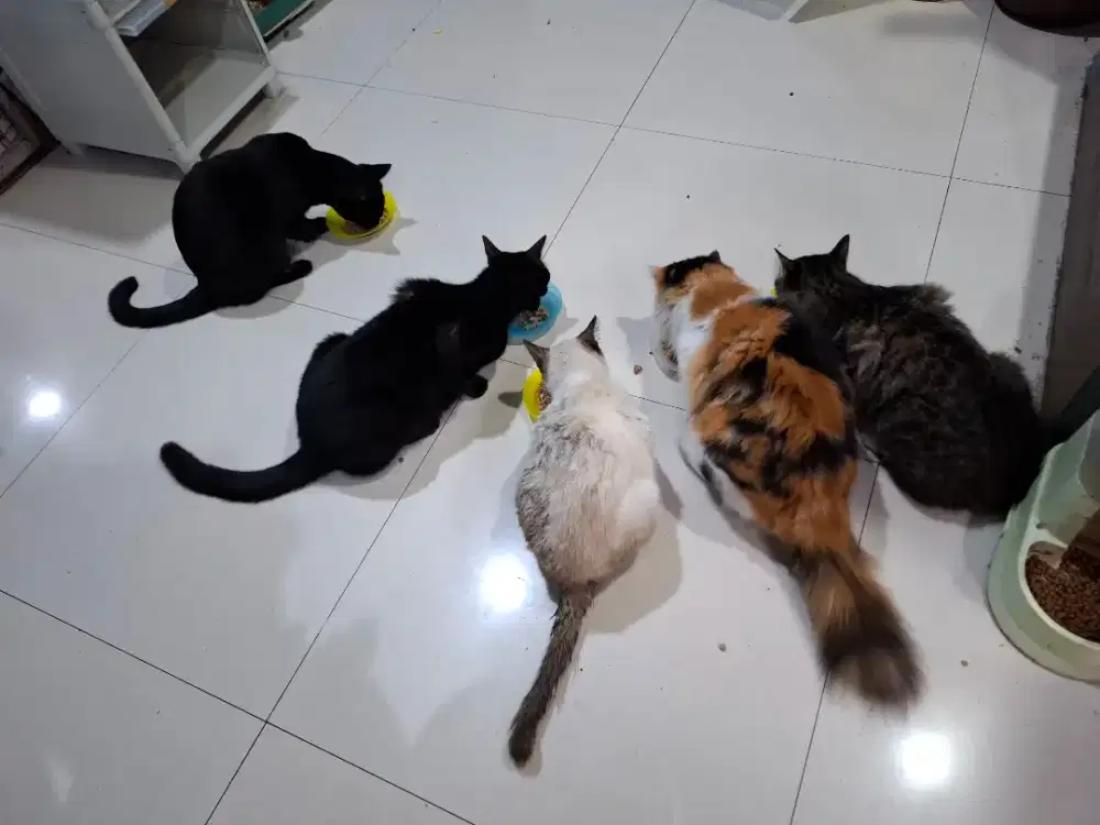 * JASA PENJAGA KUCING / CAT SITTER - BANDUNG *