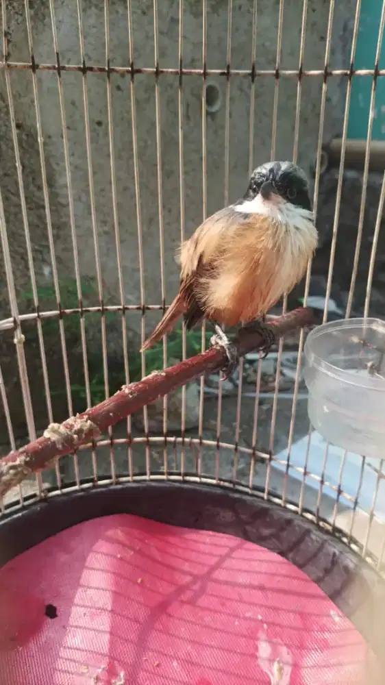 Burung pentet Jawa timur