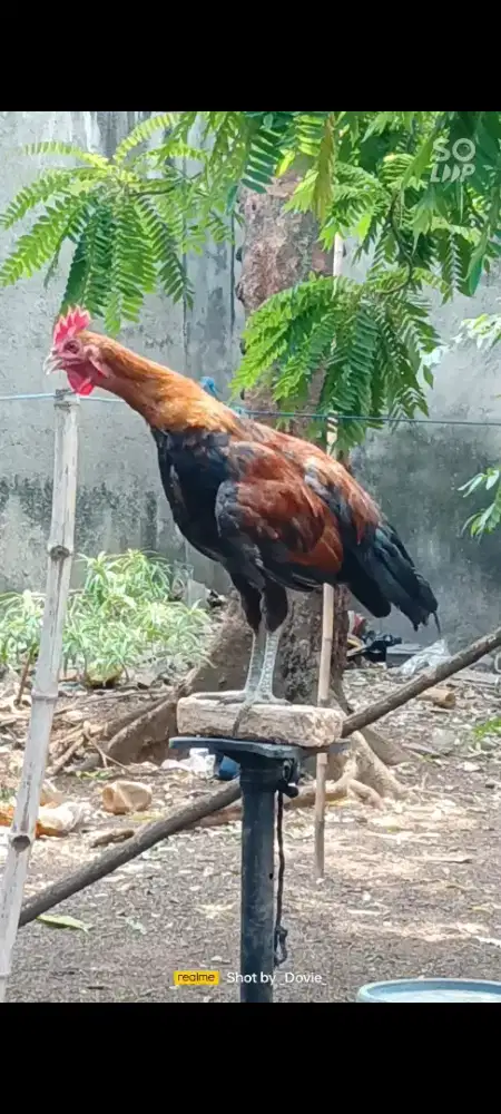 Ayam ketawa muda 4 bulan