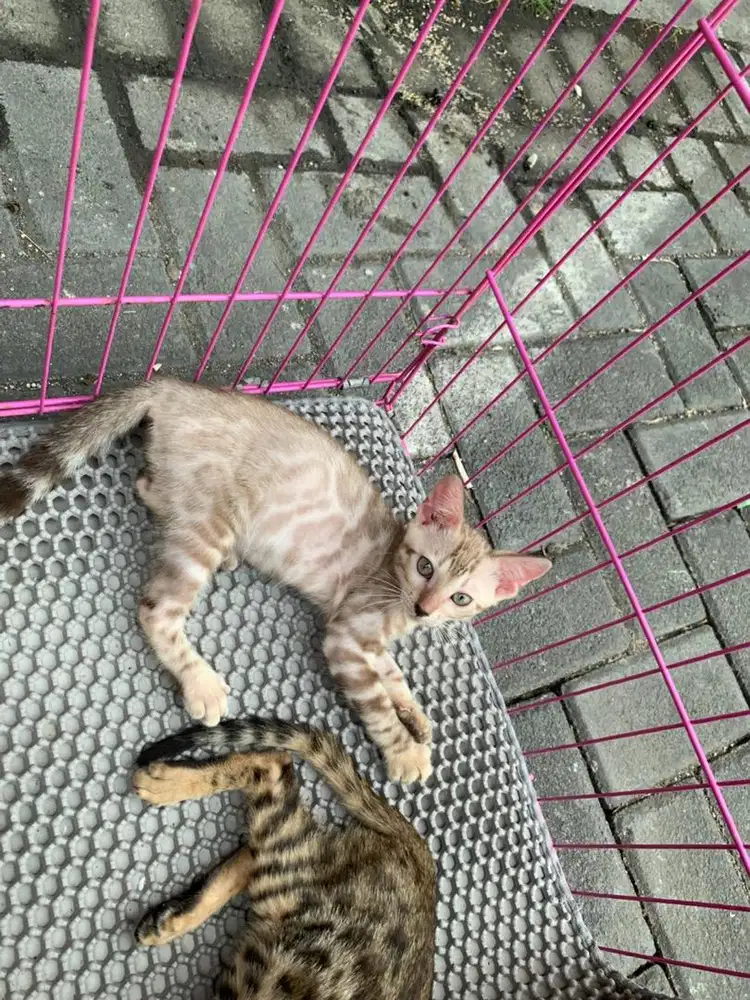 Kucing kitten lucu