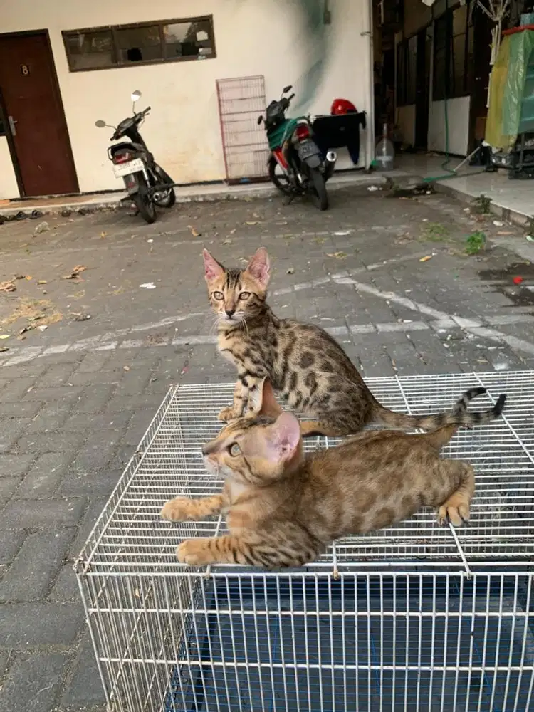 Kucing kitten lucu