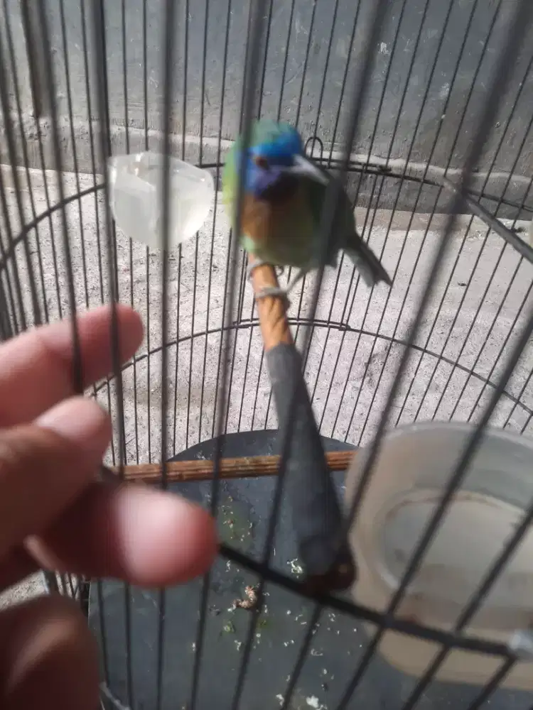 Burung masteran