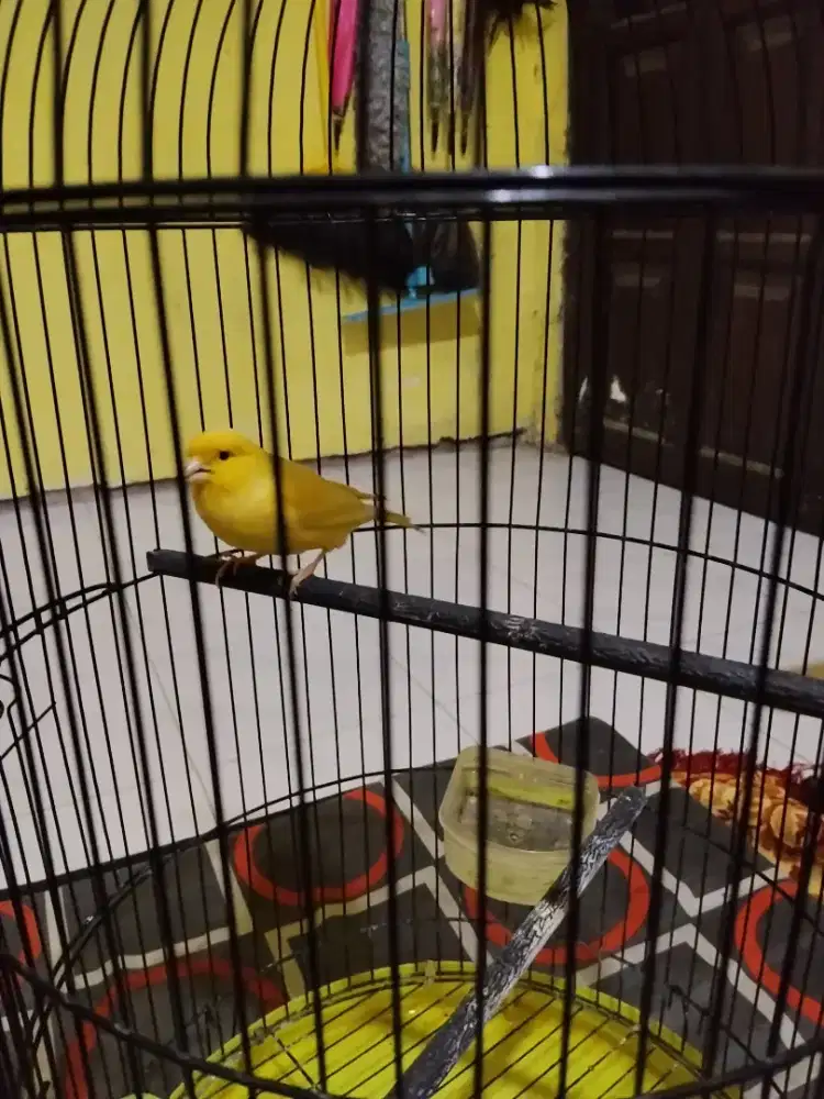 Kenari af kuning bersih