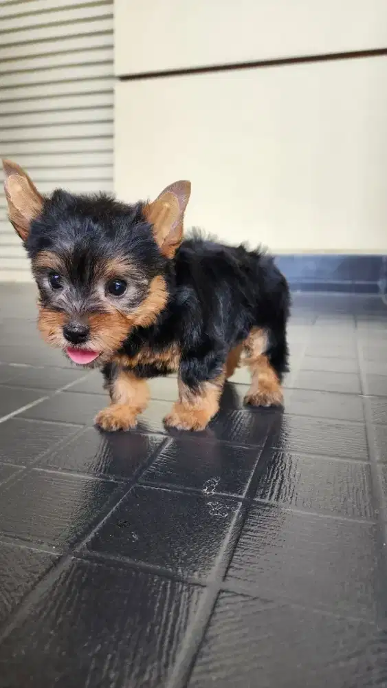 Jual anakan yorkshire terrier