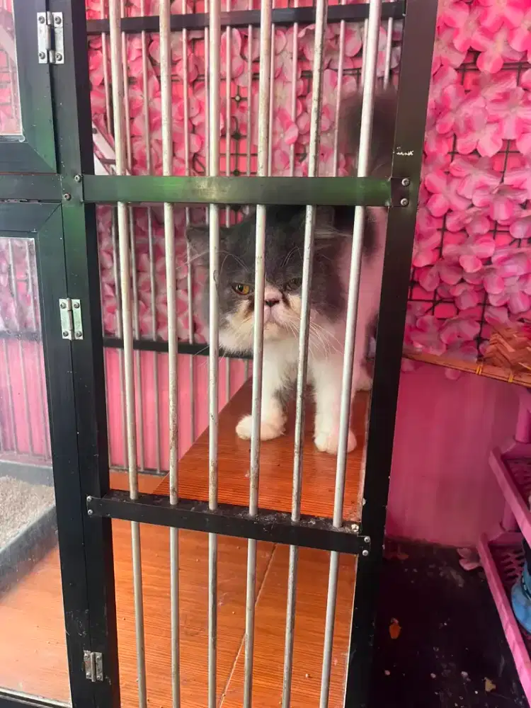 dijual kucing ras persia  peknose