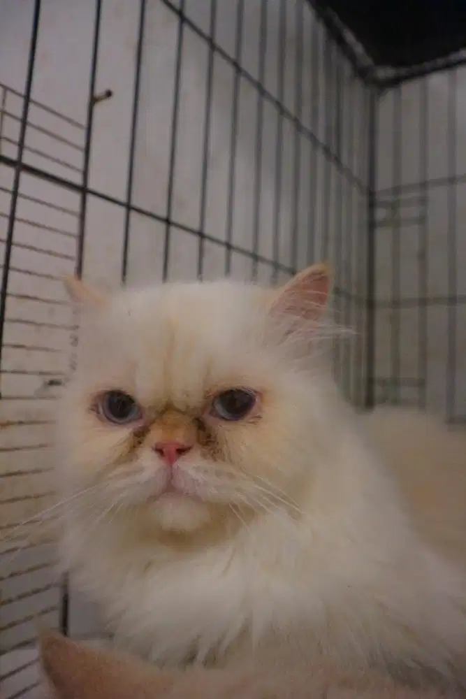 kucing himalaya red point jantan