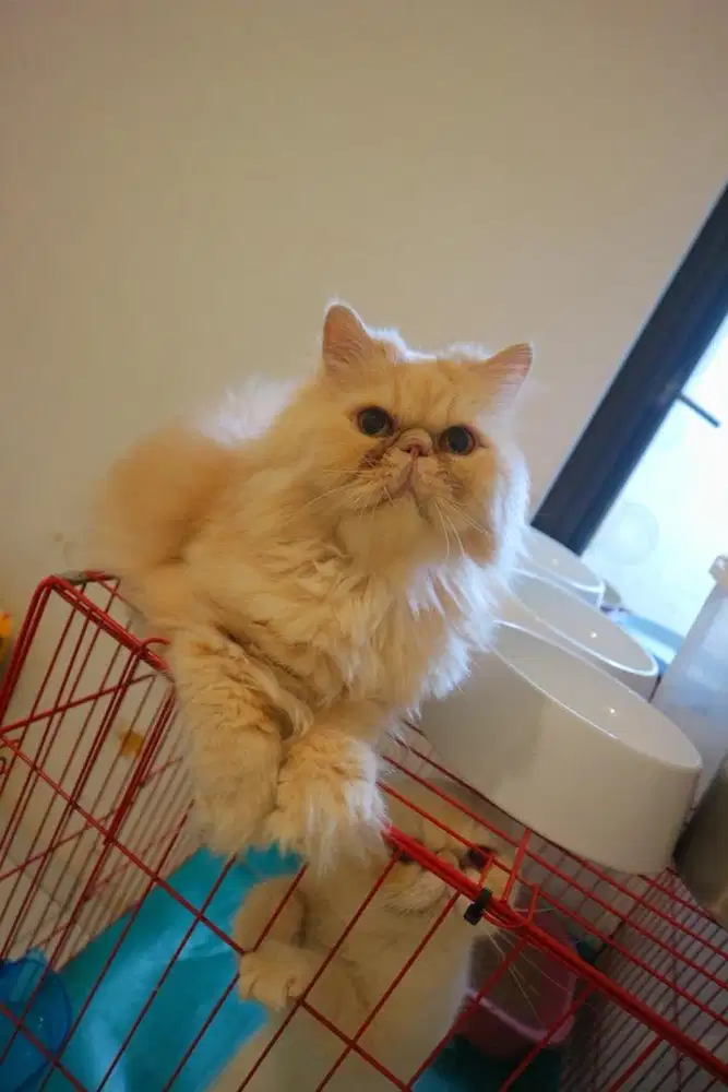 kucing persia longhair jantan peaknose