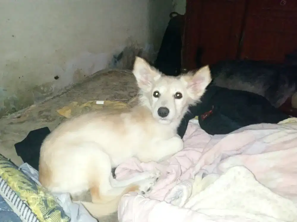 Anjing mix mini pincer betina usia 4 bln