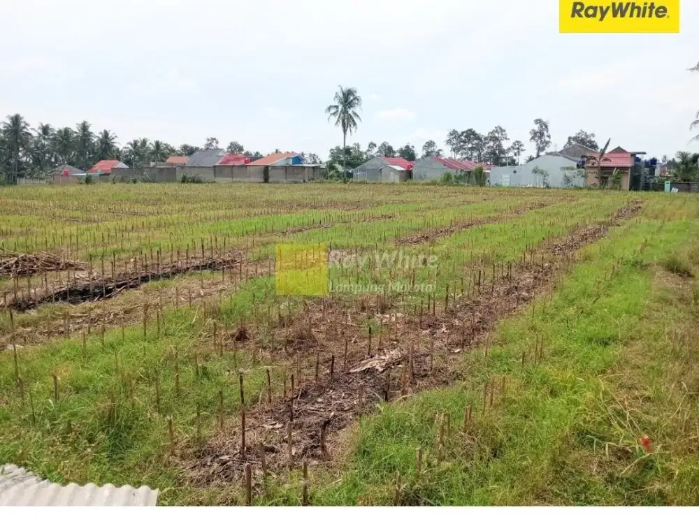 Dijual Tanah, di Pesawaran, Lampung (Kode : HO 3740)