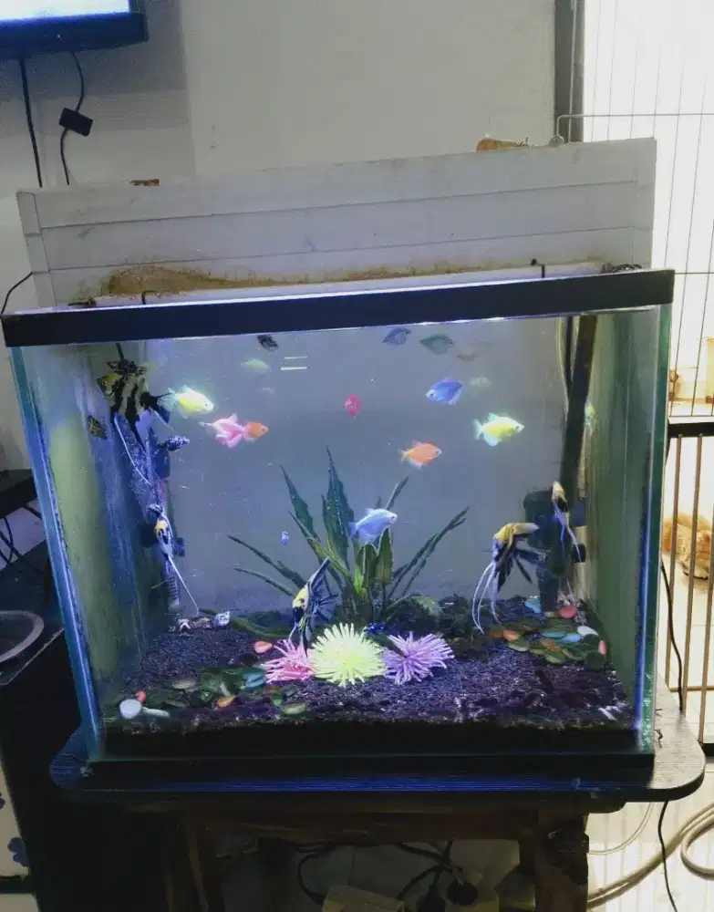 Aquarium Full set dan ikannya.