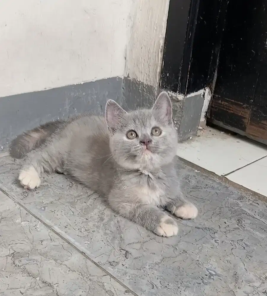 BRITISH SHORTHAIR / BSH BLUE TORTY