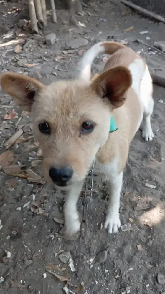 Anjing Village Mix Lucu Sehat Enerjik