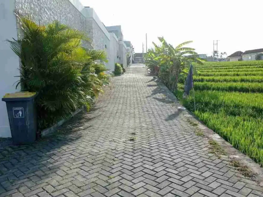 DIJUAL ATAU DISEWAKAN TANAH VIEW SAWAH SUBAK SARI GANG MANGO BERAWA