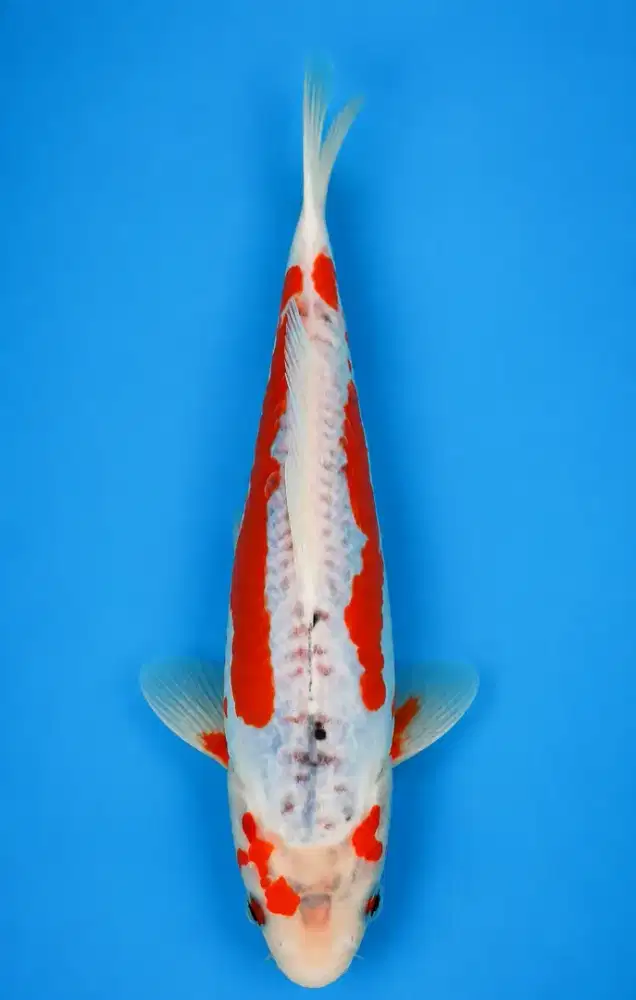 Koi Hana Shusui Tategoi
