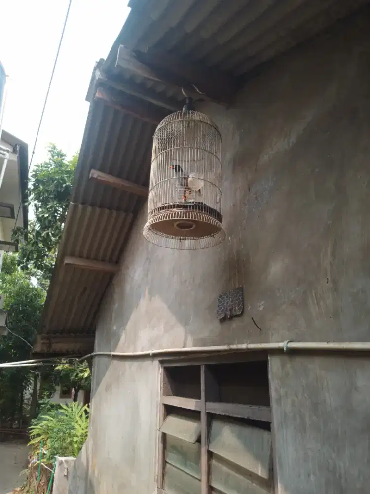 Burung Jalak kebo fulset