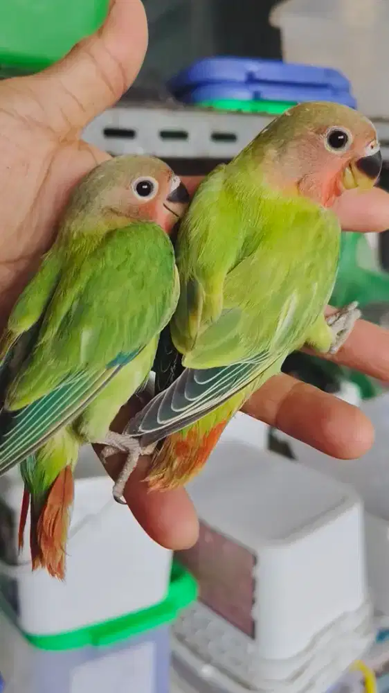 Lolohan Lovebird Non Klep