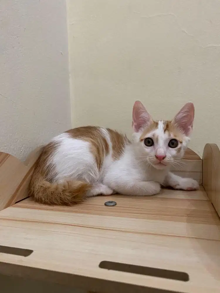 Adopsi kucing domestic