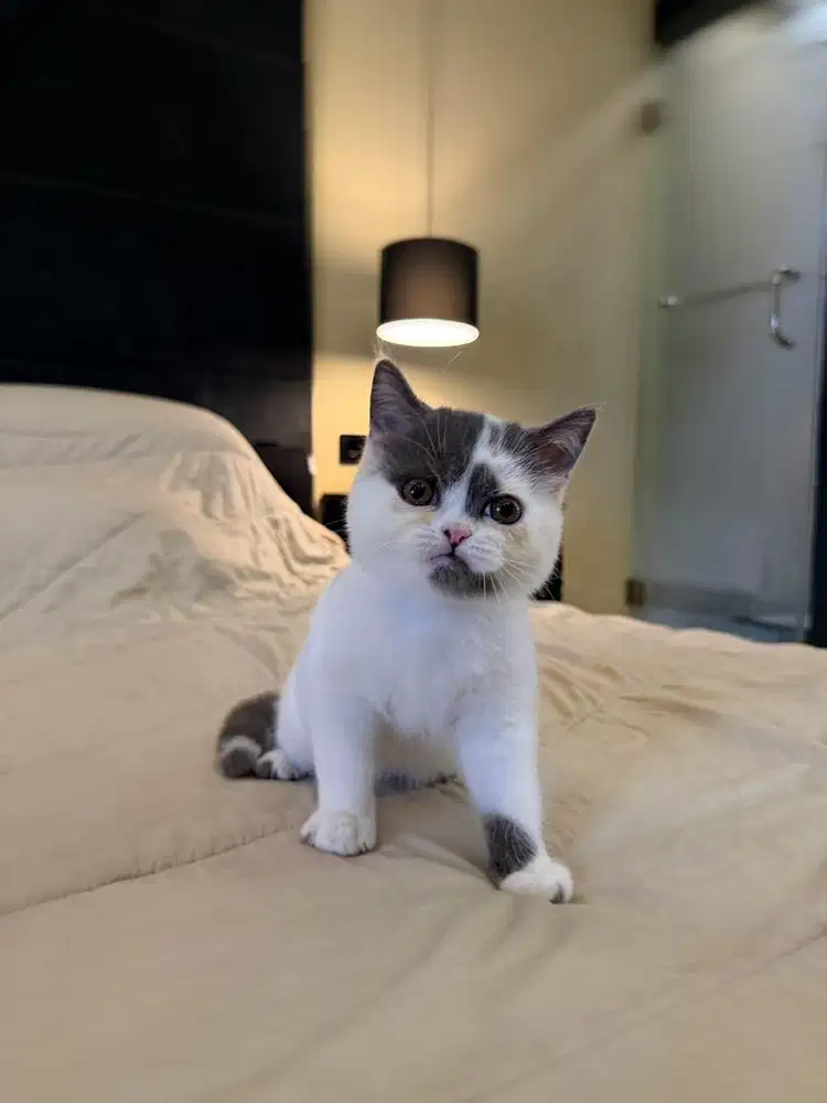 Kucing British Shorthair MALE BSH SF