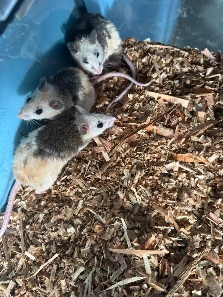 Tikus ASF Afican Soft Fur Paket Indukan