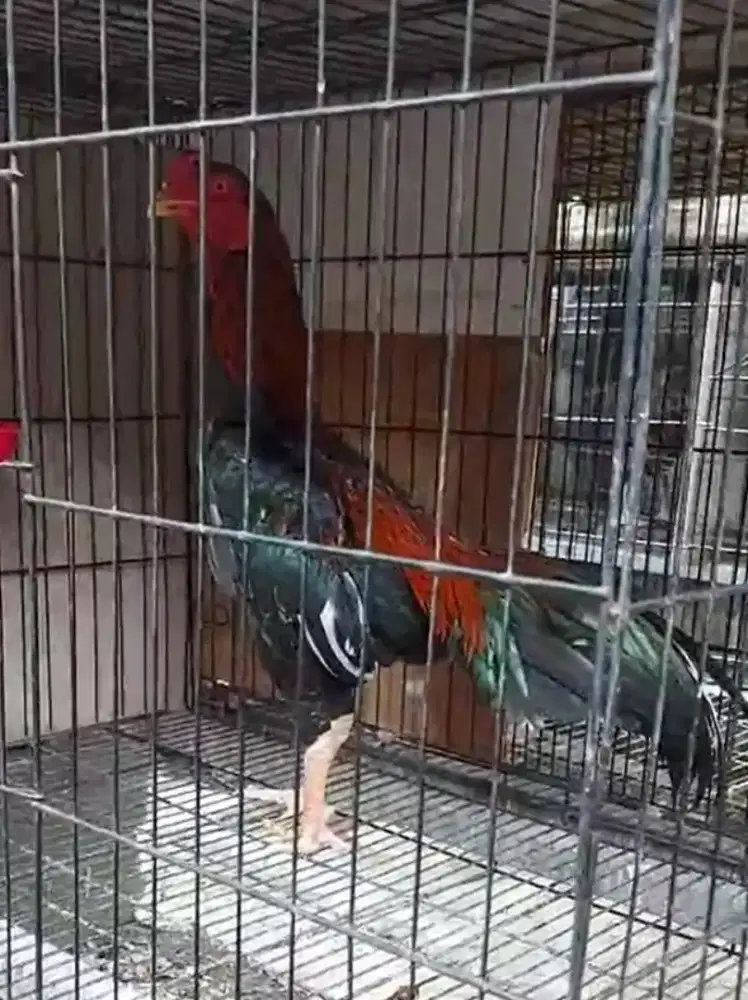 Ayam Pakhoy usia 7 bulan